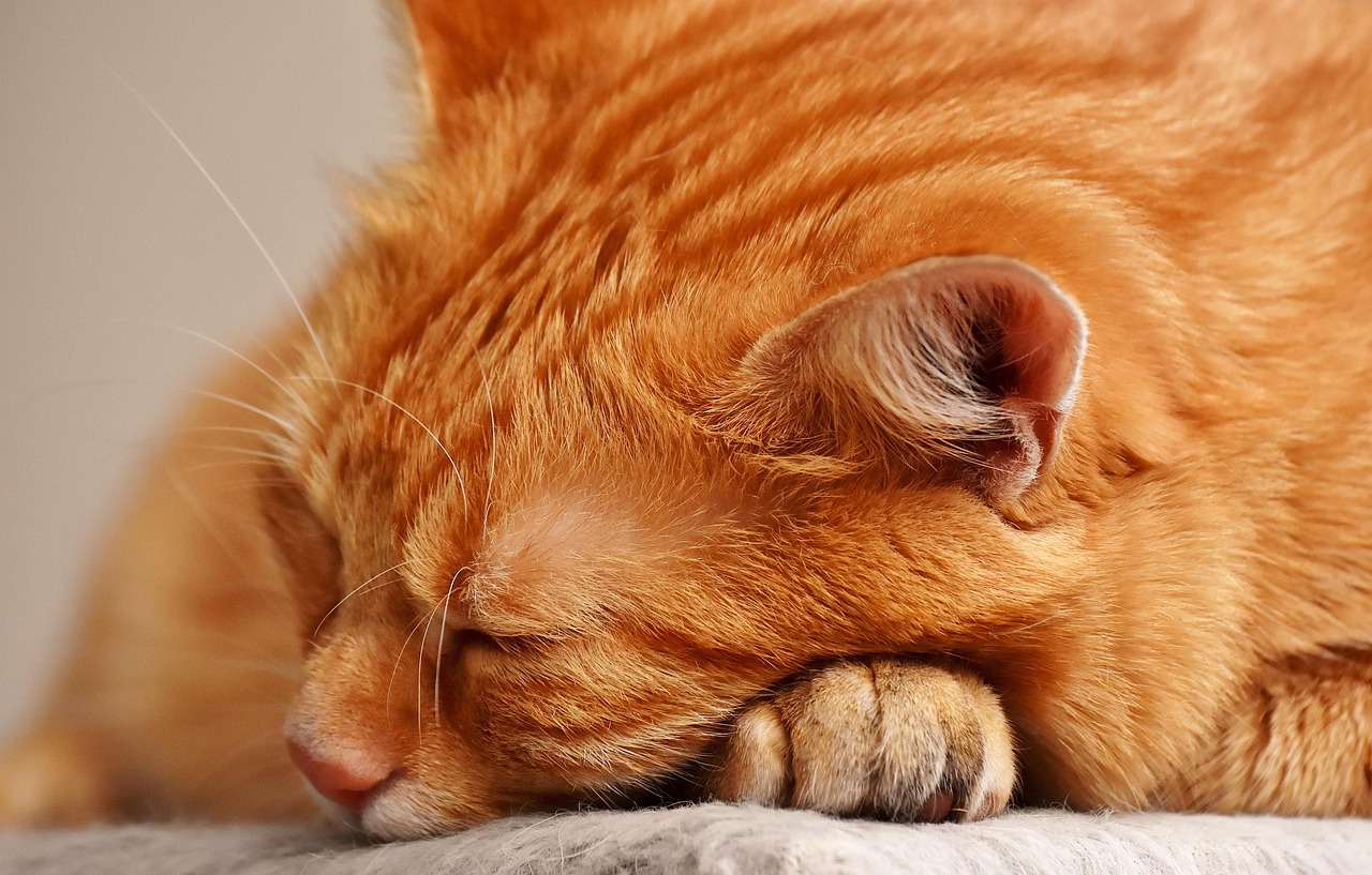 Gatto che dorme serenamente sulla testa di una persona, simbolo di affetto e connessione.