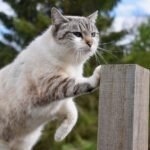 Gatto che impasta con le zampe su una coperta, simbolo di comfort e affetto.