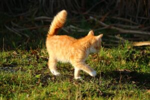 Gatto con coda che si muove velocemente, simbolo di emozioni intense.