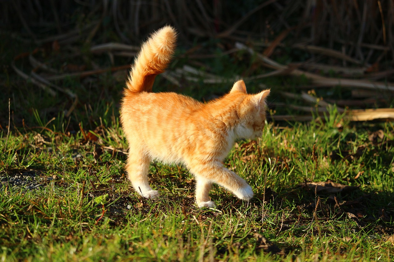 Gatto con coda che si muove velocemente, simbolo di emozioni intense.