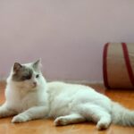 Gatto si strofina affettuosamente contro le gambe di una persona.