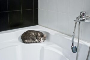 Se il gatto ti segue in bagno, significa questo