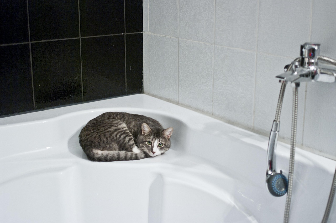 Gatto che segue il proprietario in bagno, simbolo di affetto e curiosità.