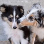 Cane adulto che osserva un cucciolo, evidenziando il cambiamento nel suo comportamento.