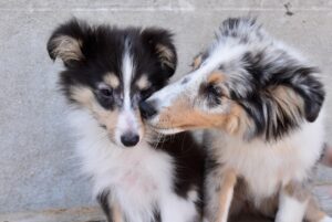 Stress da nuovo cucciolo in casa: come cambia il comportamento del cane adulto